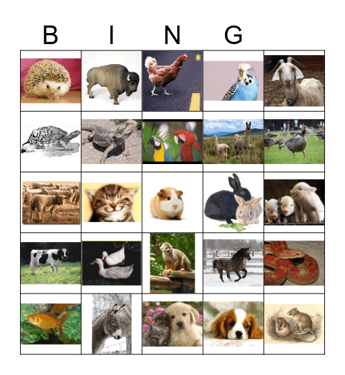 Haustiere Bingo Card
