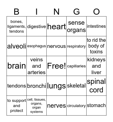 Body Systems Bingo  Bingo Card