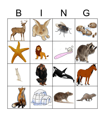 Animals Bingo Card