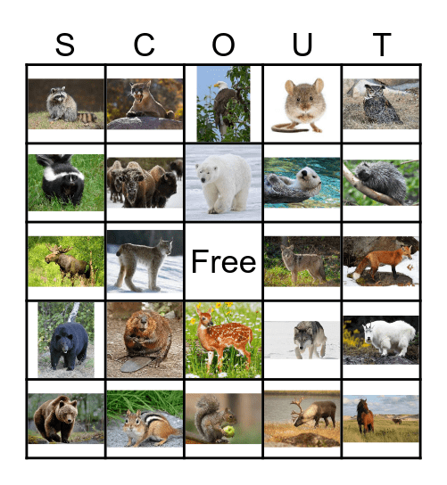 Animals of Canada - Scouts Bingo Card