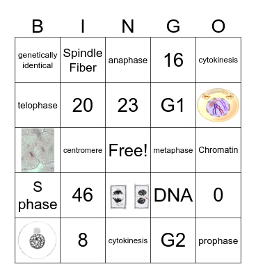 Mitosis Bingo Card