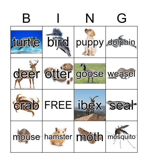 Animals Bingo Card