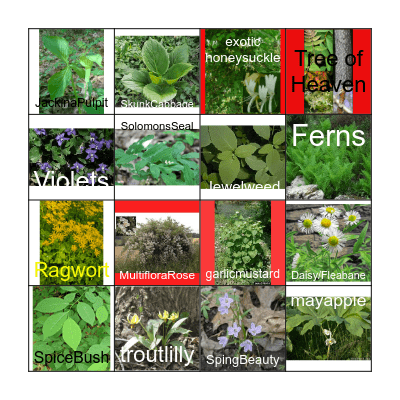 Plant Bingo at Climbers Run Bingo Card