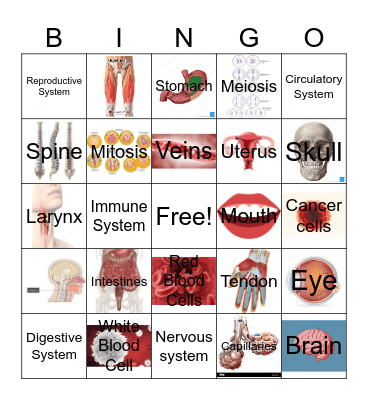 Body systems Bingo Card