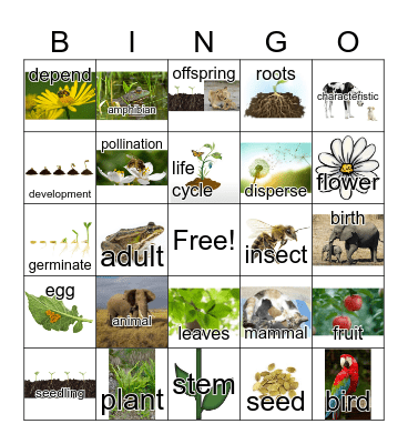Animal and Plant Vocabulary - ESOL Bingo Card