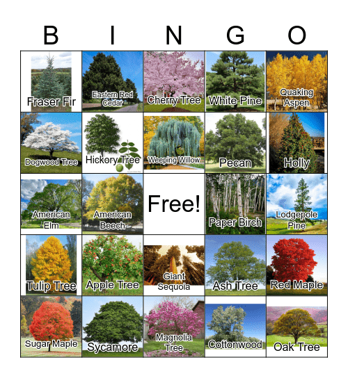 Arbor Day- Name that Tree Bingo Card