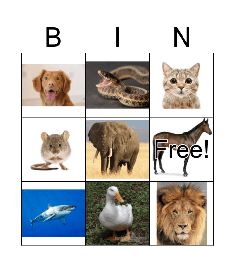 Animals Bingo Card