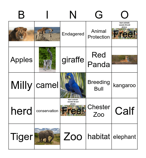 Chester Zoo Bingo Card