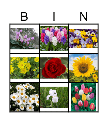 Spring in Israel! Bingo Card