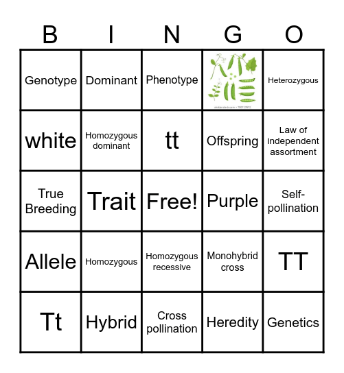 Mendelian Genetics Monohybrid Crosses Bingo Card