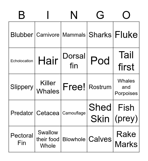 Dolphin Discovery Bingo Card