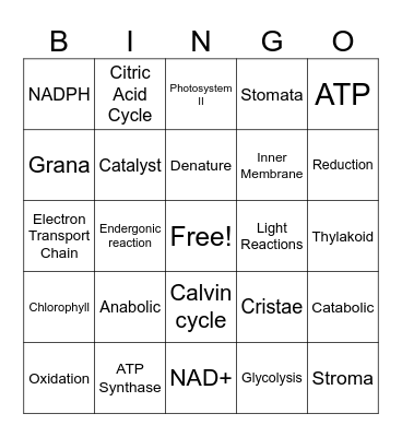 AP Biology Unit 3 Review Bingo Card