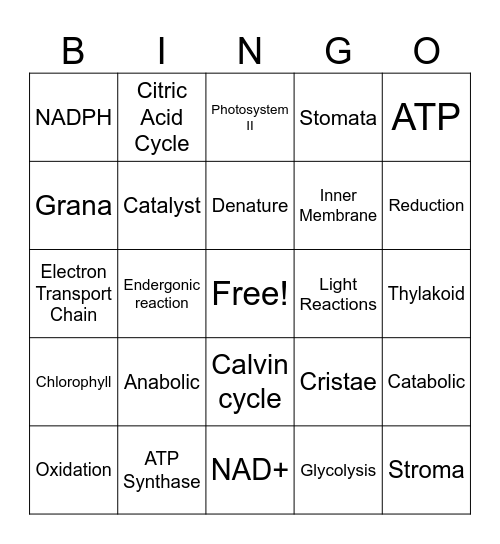 AP Biology Unit 3 Review Bingo Card