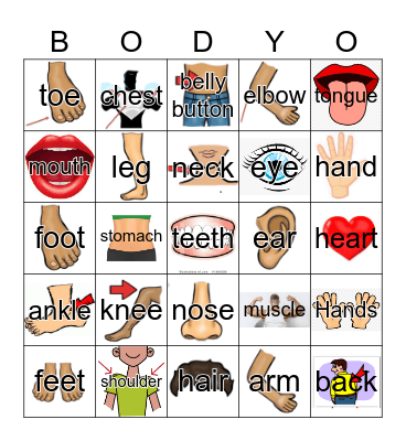 Sp1B Partes del cuerpo Bingo Card