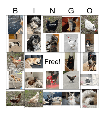 Exact Market Pets Bingo Card