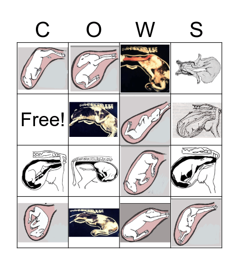 Abnormal Calving Bingo Card