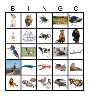 Animals Bingo Card