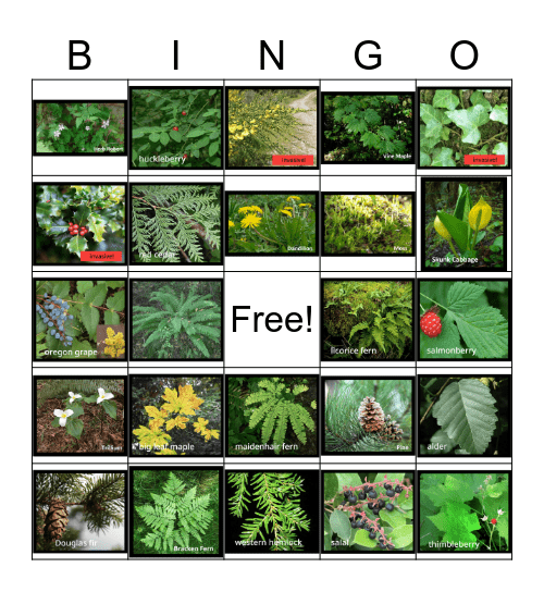 Kingdom Plantae Bingo Card