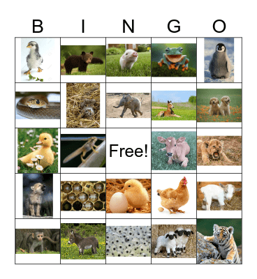 Baby Animal Bingo Card