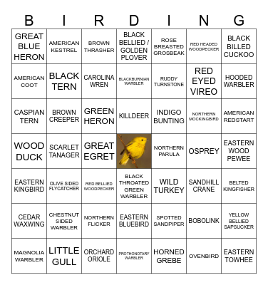 birdwatcher bingo Card