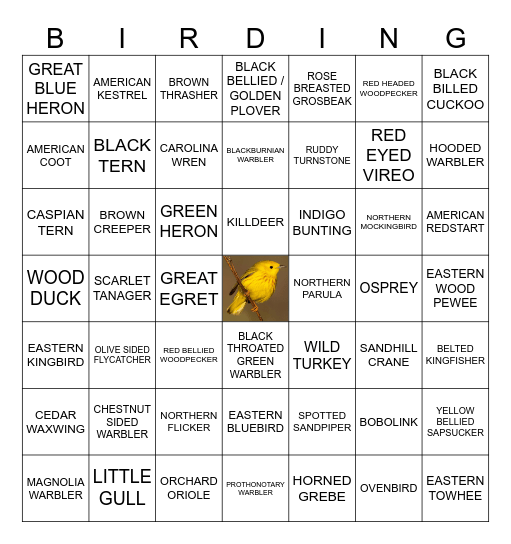 birdwatcher bingo Card