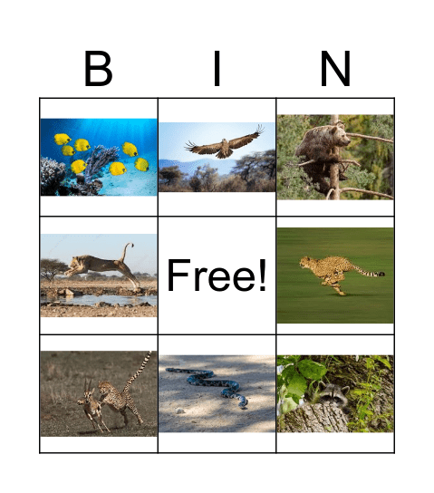 Animal Actions Bingo Card