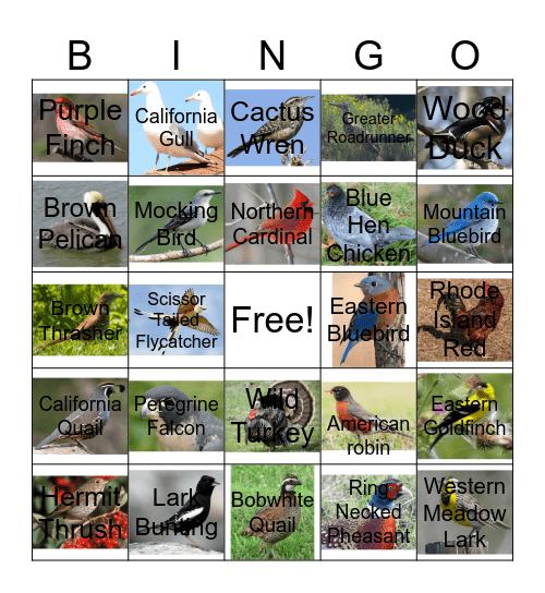 STATE BIRD Bingo Card