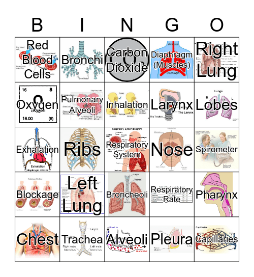 Respiratory System Bingo Card