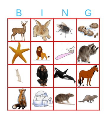 Animals Bingo Card