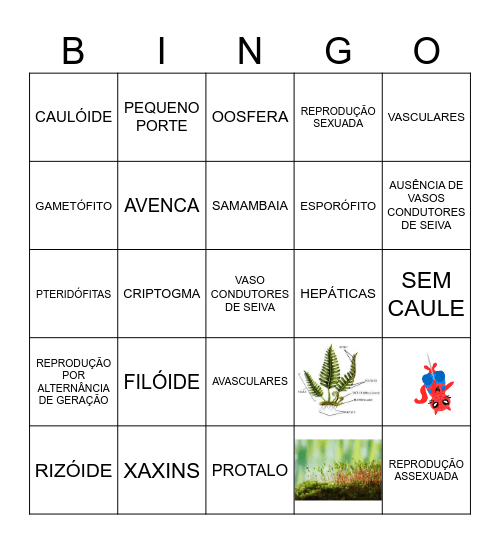 BRIÓFITAS X PTERIDÓFITAS Bingo Card