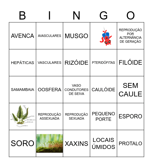 BRIÓFITAS X PTERIDÓFITAS Bingo Card