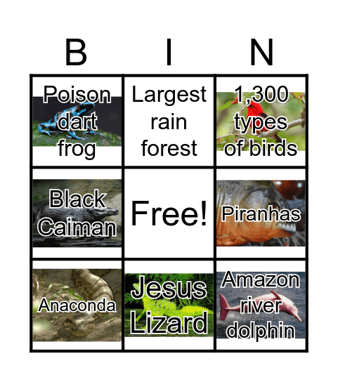 4.U2 Amazon Rain Forest Bingo Card