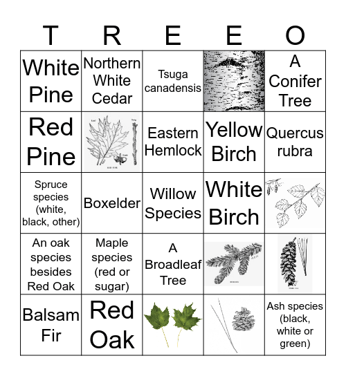 The Trees of Clearwater Camp Bingo Card
