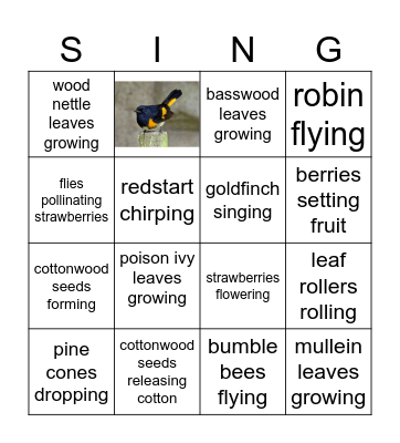 FLOODPLAIN FOREST BINGO Card