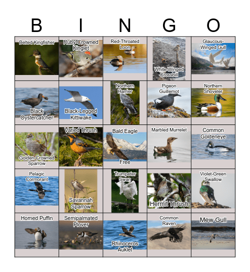 KFGL Bird Bingo Card
