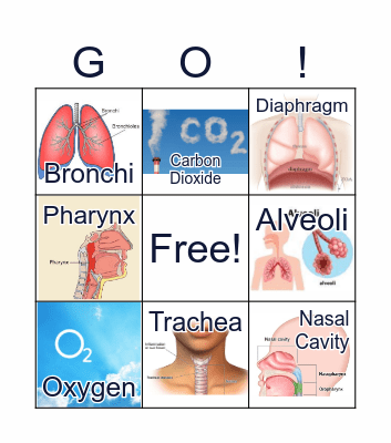 Respiratory System Bingo Card
