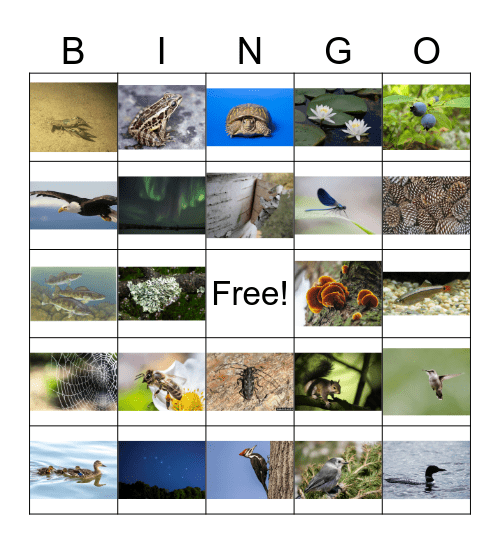 Nature BINGO 2024 Bingo Card