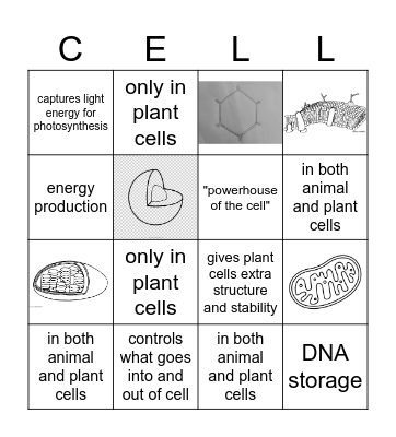 Organelle Bingo Card