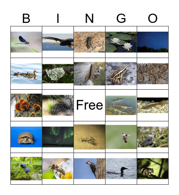 Nature Bingo 2024 Bingo Card