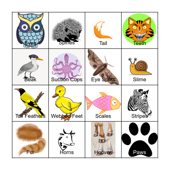 Animal Structures and Functions - 1st Grade Bingo Card