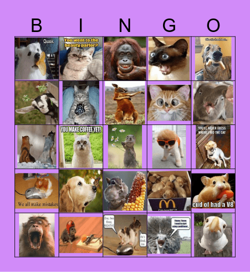 funny animals Bingo Card