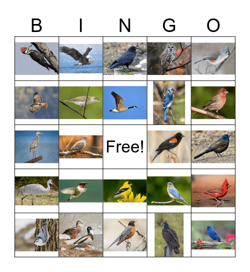 Bird Bingo Card