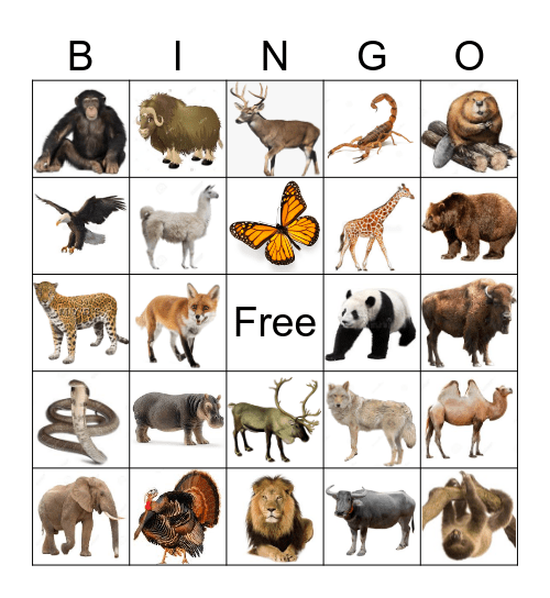 Animals of the Continents Bingo Card