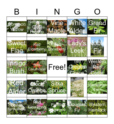 Washington Native Plants Bingo Card