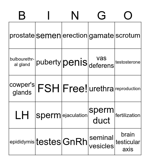 The Male Reproductive System Bingo Card