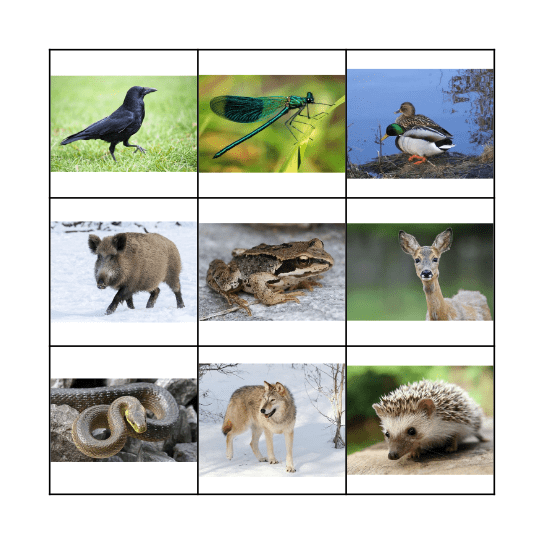 Waldtiere Bingo Card