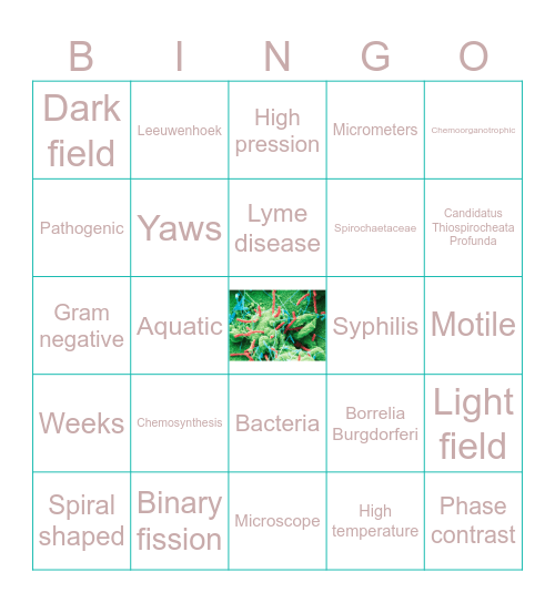 Spirochetes Bingo Card