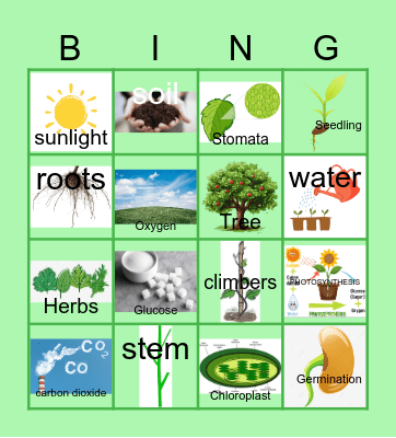 PLANTS Bingo Card