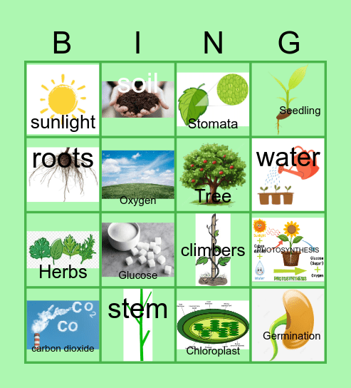 PLANTS Bingo Card