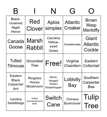 inat bingo june Bingo Card
